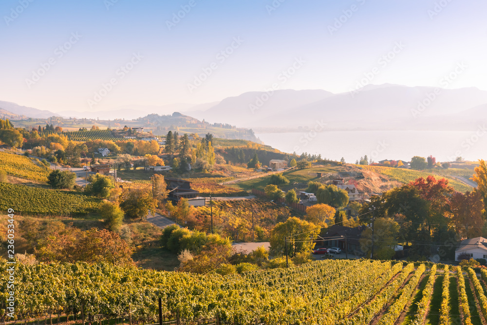Fototapeta premium Autumn sunset view of Naramata Bench vineyards, Okanagan Lake, and distant mountains