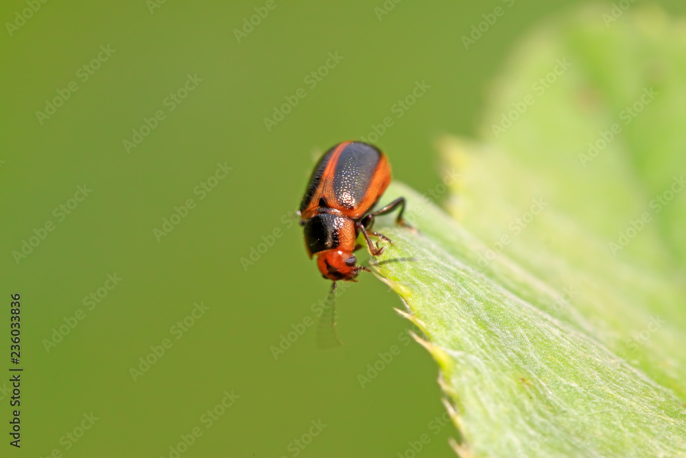 Naklejka premium beetle in green grass