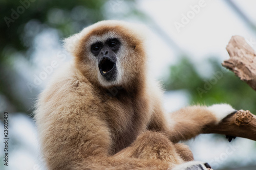 Canvastavla Singing Gibbon