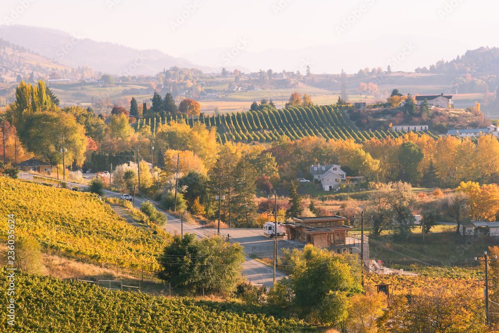 Sunset view of vineyards in October near Penticton
