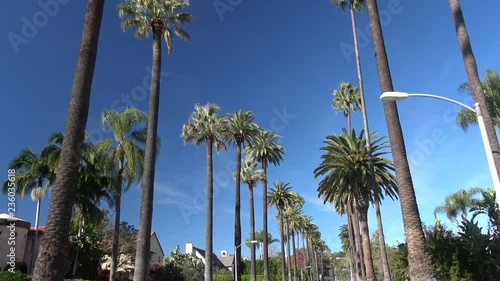 Palm Trees Beverly Hills Boulevard California. Looking Up at the Famous Southern California Palm Trees while Driving.