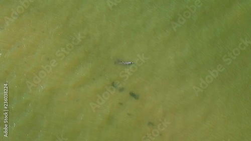 Aerial footage of a mother and baby dolphin swimming together off the coast of Sanibel Island Florida. photo