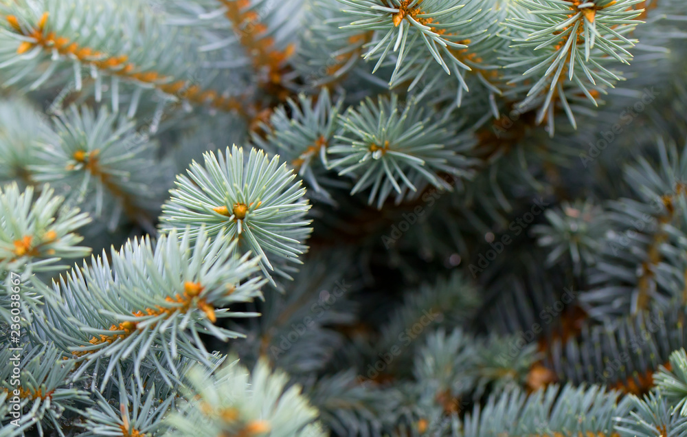 Young decorative blue spruce. Needles of blue spruce close-up. Texture. Natural blurred background. Young decorative blue spruce. Needles of blue spruce close-up. Texture. Natural blurred background.