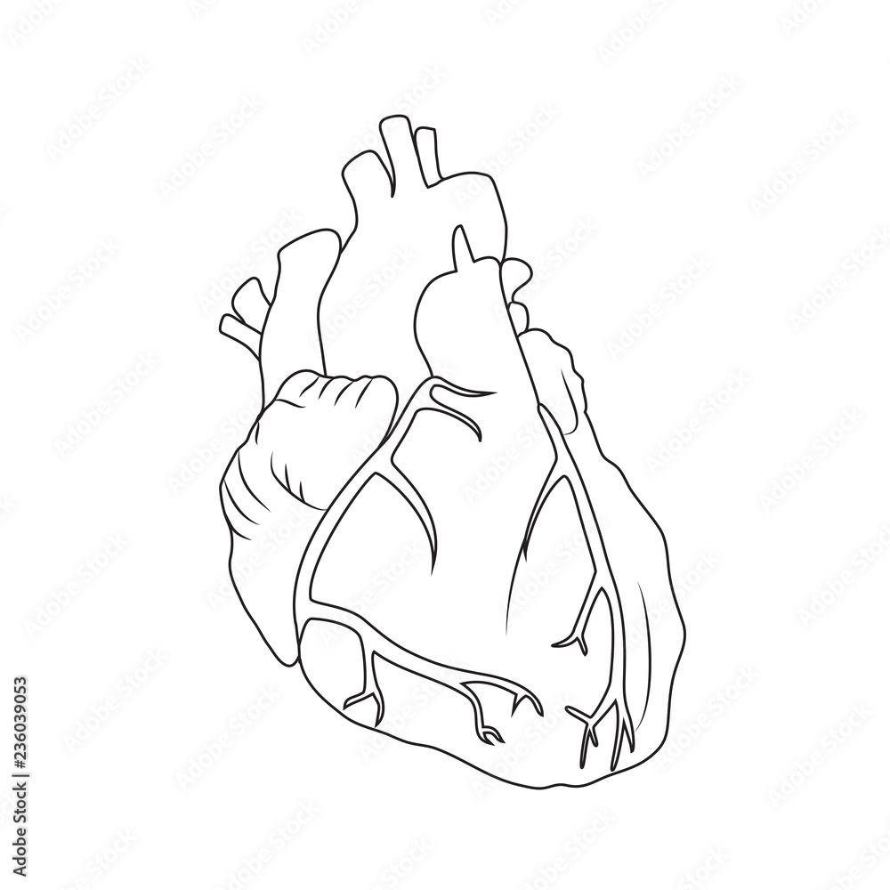 Human Heart Black And White Outline