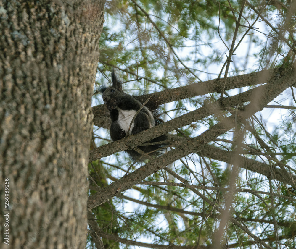 Obraz premium Squirrel in the winter forest. Selective focus.