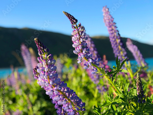 Beautiful lupin flowers in lake Tekapo pink purple white yellow blue color with turquoise blue water and mountain with snowy cap in New Zealand in spring time blur background wallpaper photo