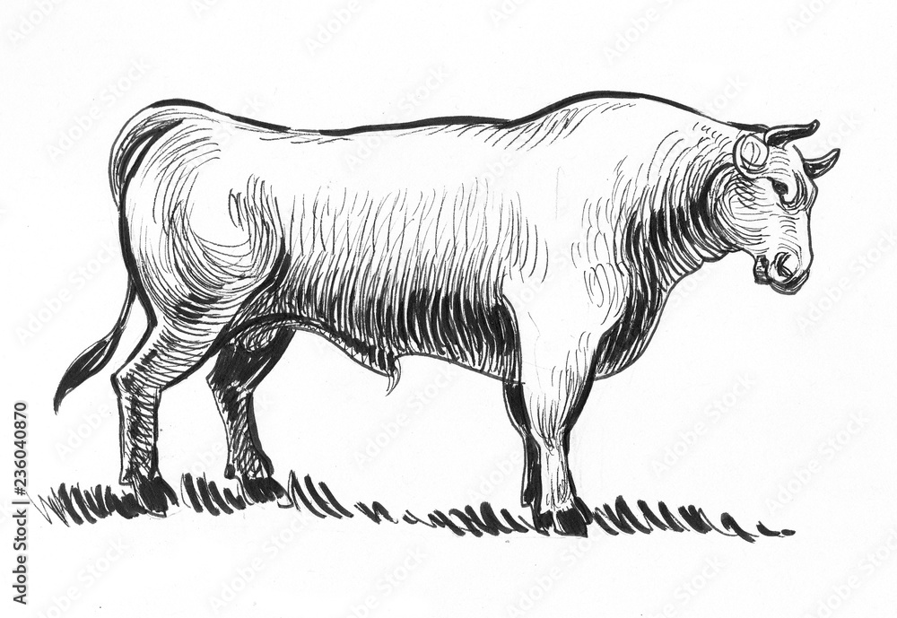 Standing bull. Ink black and white illustration Standing bull. Ink black and white illustration