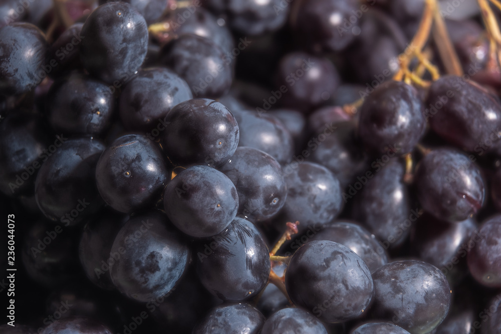 Blue grapes close up in the dark Blue grapes close up in the dark