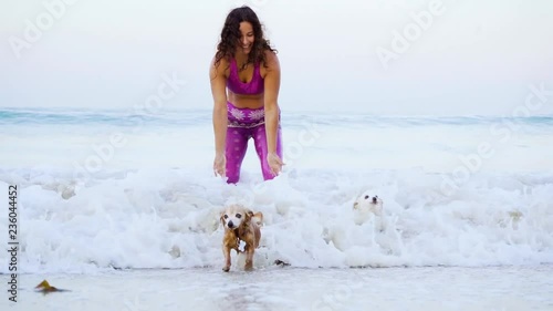 chihuahua puppies swimming on the beach with young woman  photo