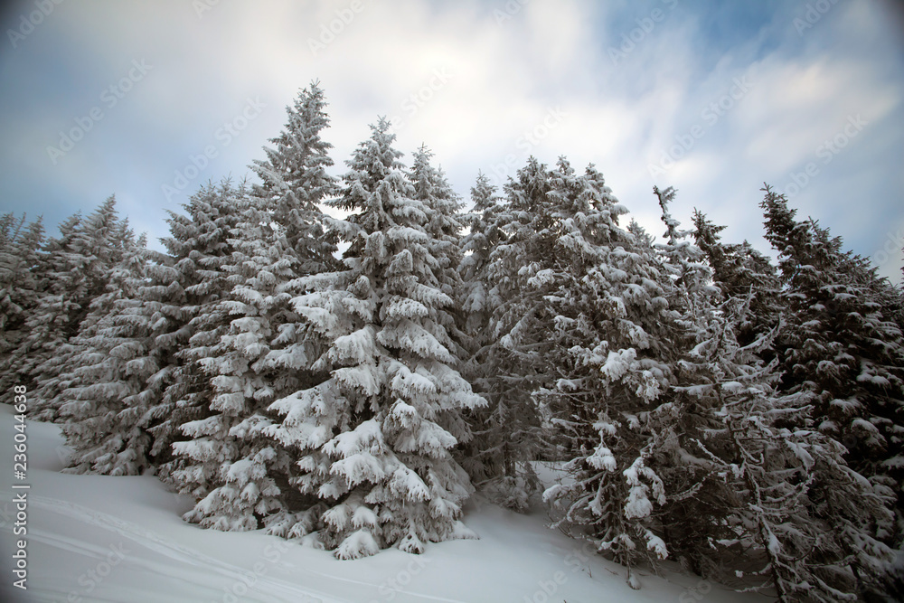Obraz premium Snowy fir trees