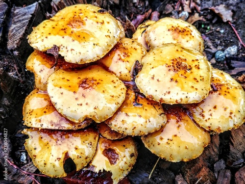 Mushroom cluster glistening with rain