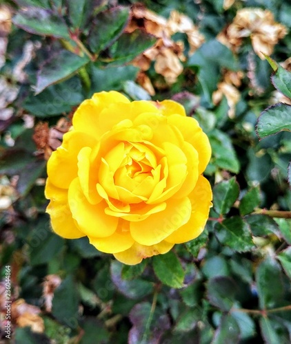 Yellow garden rose