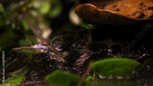 Frozen ice over plants melting photo