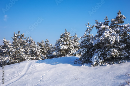 Majestic white spruces  covered with hoarfrost and snow  glowing by sunlight. Picturesque and gorgeous wintry scene.  Blue toning. Happy New Year  Beauty world.