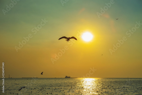 seagull birds flying in sunset over the sea