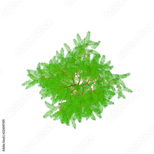 Albizia tree. Isolated on w...