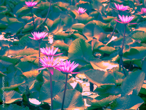 Waterlilies in the pond
