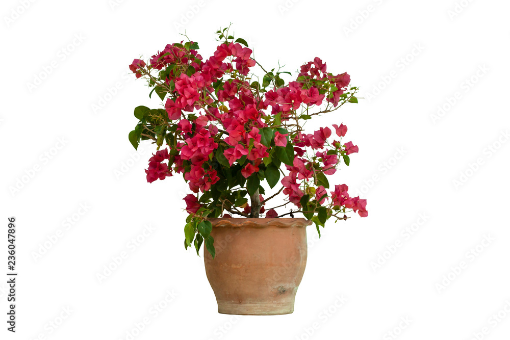 Pink bougaville flower in pot isolated on white background with clipping path.