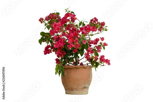 Pink bougaville flower in pot isolated on white background with clipping path.