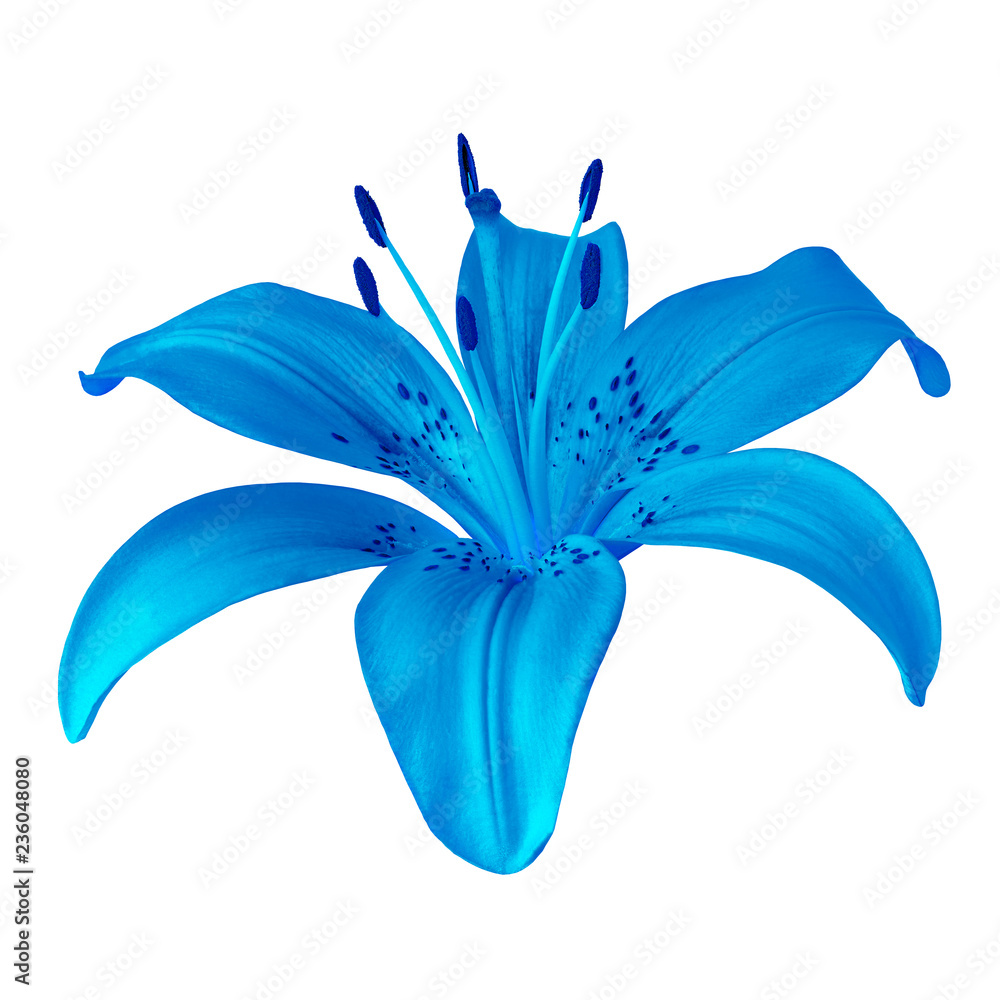 flower blue lily isolated on white background. Close-up. Element of design.  Stock Photo