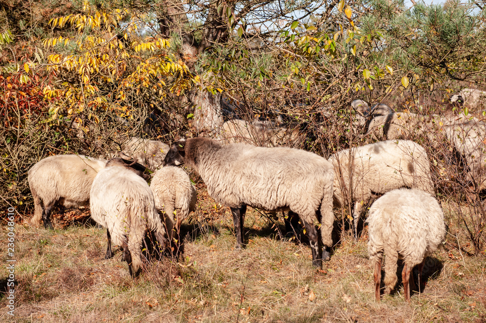A herd of Haether Sheep grazing at the Drenthse AA area, near the Town of Zeegse, at the moorlands, in the North of the Netherlands. Image from a fall afternoon in 2018. A herd of Haether Sheep grazing at the Drenthse AA area, near the Town of Zeegse, at the moorlands, in the North of the Netherlands. Image from a fall afternoon in 2018.