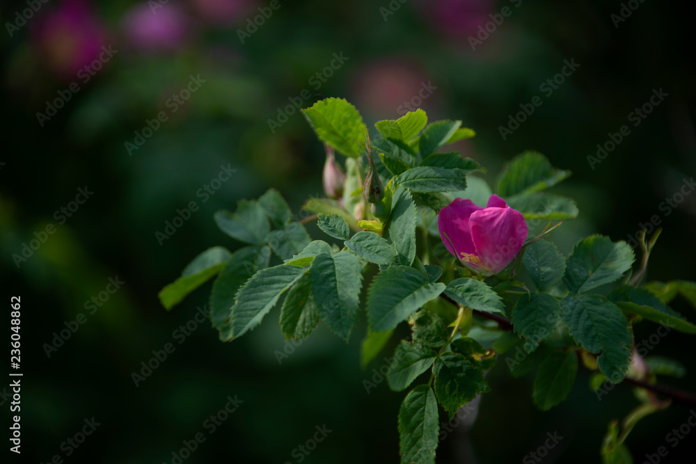 FLOWERS - dogrose on green background