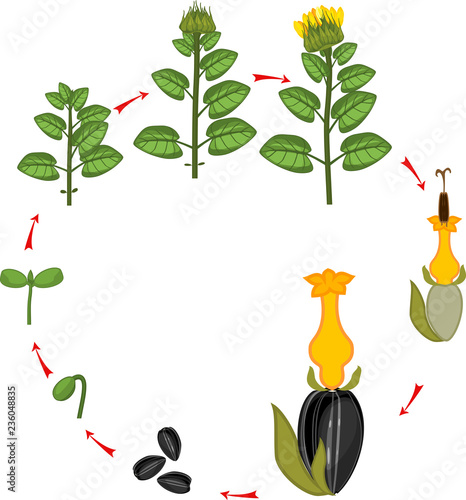 Fototapeta Naklejka Na Ścianę i Meble -  Sunflower life cycle. Growth stages from seeding to flowering and fruit-bearing plant