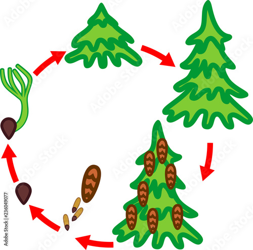 Spruce tree life cycle. Stages of growth from seed to mature spruce tree with cones
