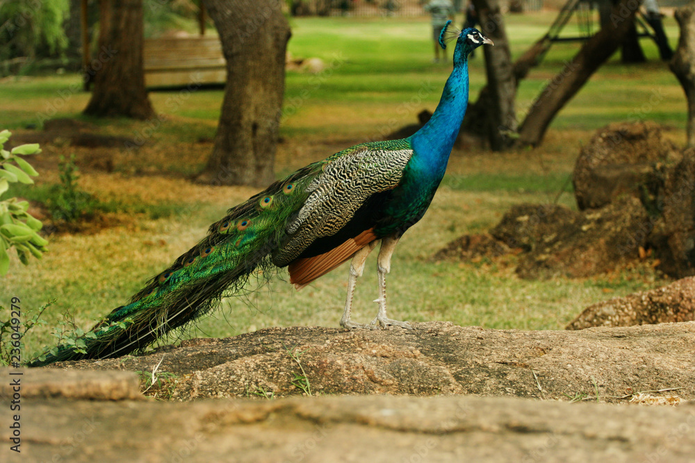 Peacock Peacock