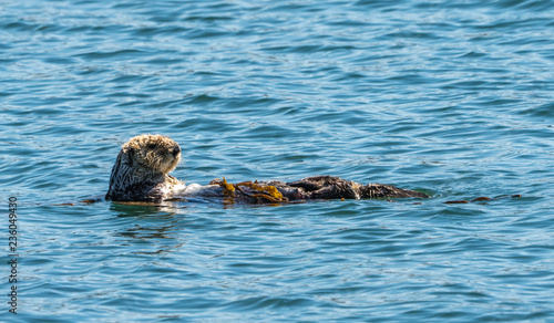 a sea otter floating on it's back in Morro Bay California.