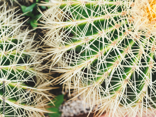 Bright  prickly cactus. Top view  close-up. Tropical background