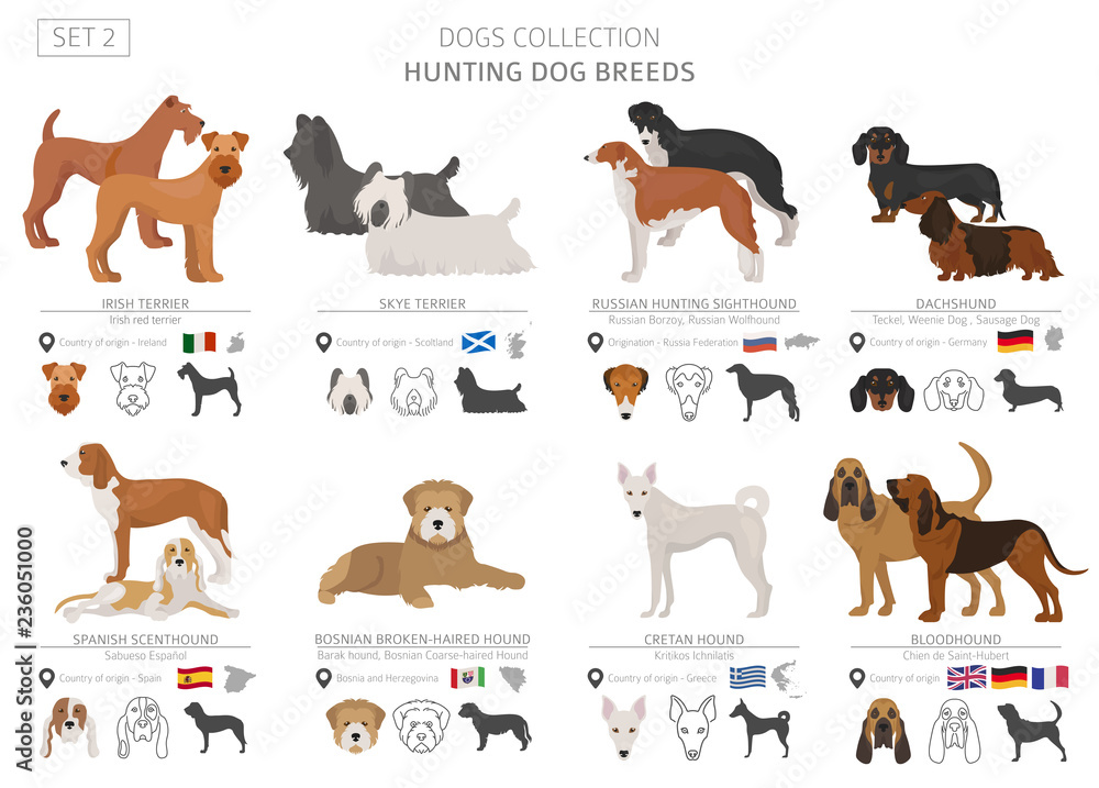 Hunting dogs collection isolated on white. Flat style. Different color and country of origin.
