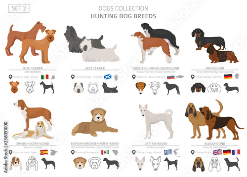 Hunting dogs collection isolated on white. Flat style. Different color and country of origin.