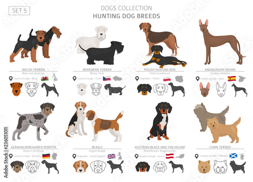 Hunting dogs collection isolated on white. Flat style. Different color and country of origin