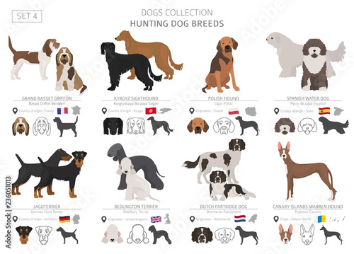 Hunting dogs collection isolated on white. Flat style. Different color and country of origin