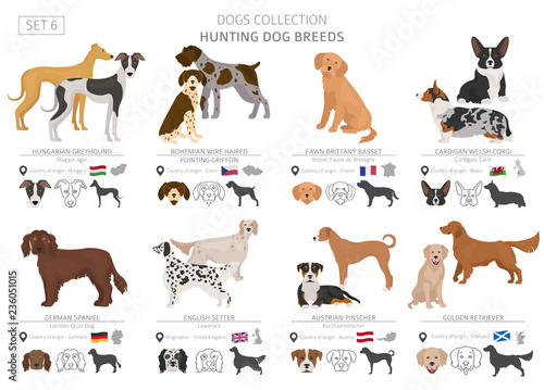 Hunting dogs collection isolated on white. Flat style. Different color and country of origin