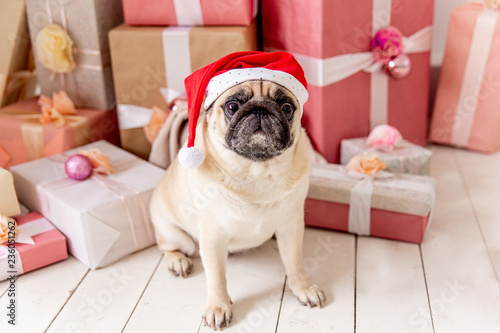 pug in santa costume sitting under christmas tree with gifts © Nichizhenova Elena