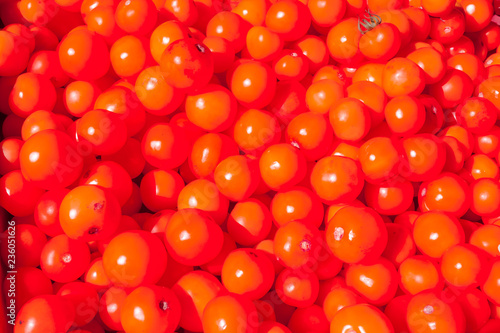 Wallpaper Mural Tomates rouges  Torontodigital.ca