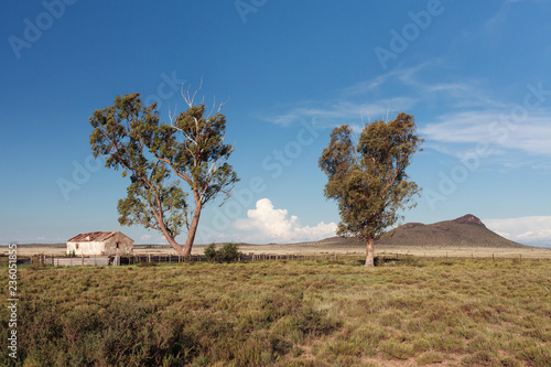 Photography Abandoned brick farmhouse and eucalyptus trees on open plain with distant hill, South Africa