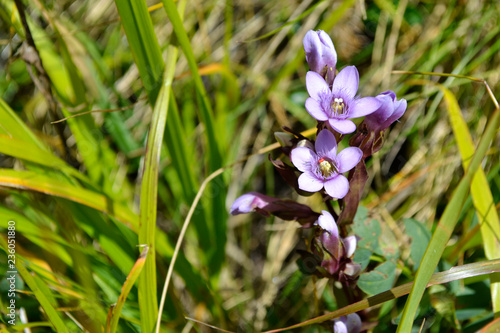 purple flower