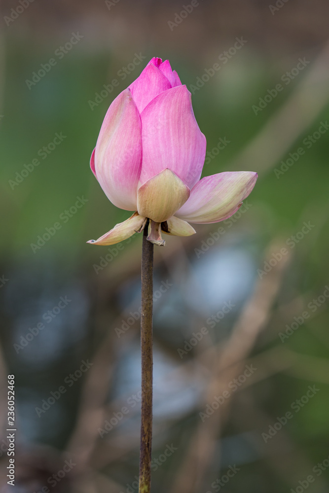 Fototapeta premium pink lotus flower blooming