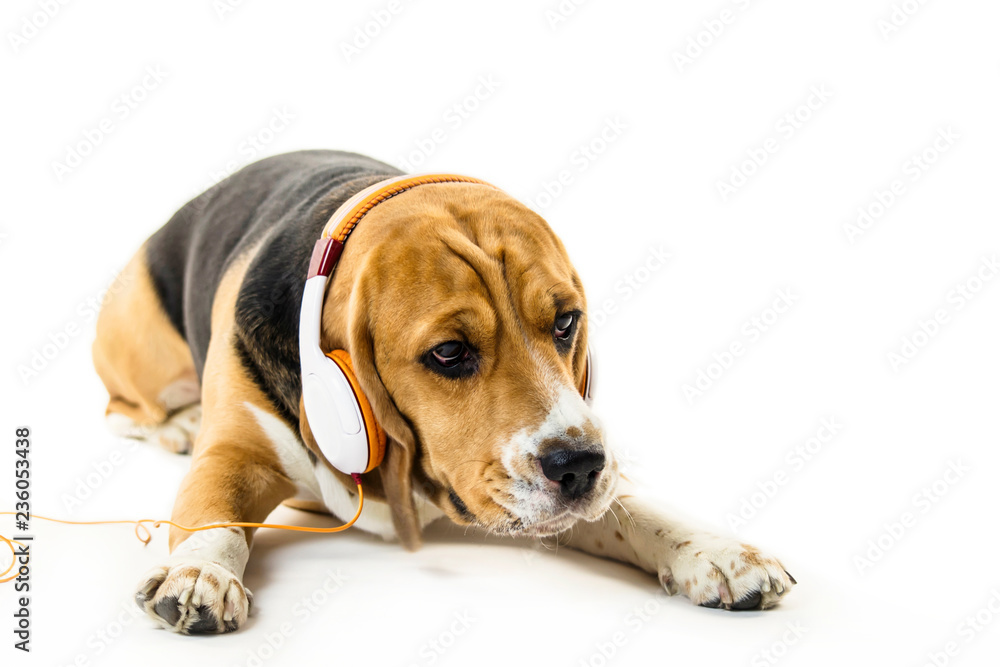 funny beagle dog with headphones listening to music on white background