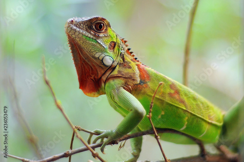 Iguana