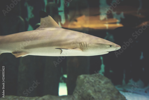 shark swimming in aquarium photo