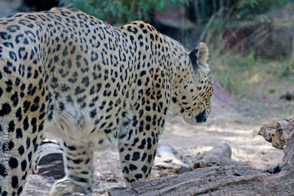 Fototapeta premium Leopard idzie w poszukiwaniu pożywienia, straszny lampart
