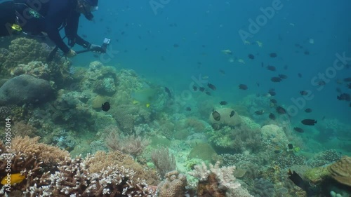 Wallpaper Mural Fish and coral reef at diving. Wonderful and beautiful underwater world with corals and tropical fish. Hard and soft corals. Philippines, Mindoro. Diving and snorkeling in the tropical sea. Torontodigital.ca