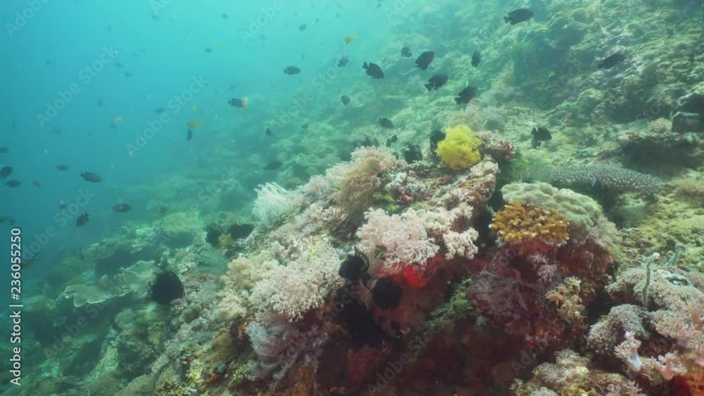 Fish and coral reef at diving. Wonderful and beautiful underwater world with corals and tropical fish. Hard and soft corals. Philippines, Mindoro. Diving and snorkeling in the tropical sea. Fish and coral reef at diving. Wonderful and beautiful underwater world with corals and tropical fish. Hard and soft corals. Philippines, Mindoro. Diving and snorkeling in the tropical sea.