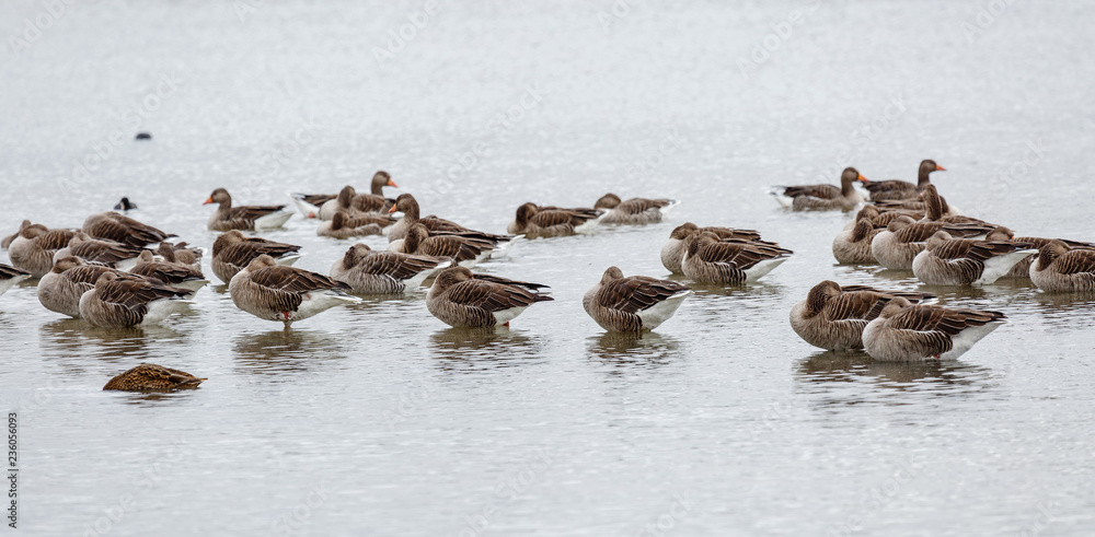 Fototapeta premium Ánsares Comunes descansando sobre la superficie del agua. Anser anser. Reserva Natural de Lagunas de Villafáfila, Zamora, España.