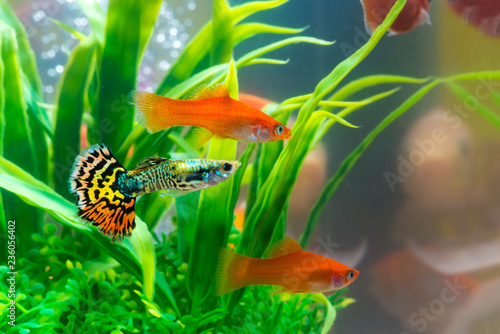 Little fish in fish tank or aquarium, gold fish, guppy and red fish, fancy carp with green plant, underwater life.
