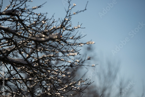 Winterimpression: Vereiste Baumzweige im Gegenlicht photo